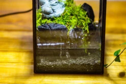NCYP Watertight Open Geometric Glass Tin Terrarium, For Small Waterpond, Bog, Moss Landscape, Water Pond, Carnivorous Plants -Terrarium Plant Hub IMG 3422
