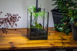 NCYP Watertight Open Geometric Glass Tin Terrarium, For Small Waterpond, Bog, Moss Landscape, Water Pond, Carnivorous Plants -Terrarium Plant Hub IMG 3426