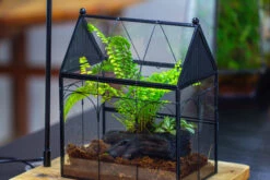 NCYP Vintage House Shape Glass Geometric Terrarium, With Side Door, With Mesh / Vent Holes For Small Insects Pet Building Set -Terrarium Plant Hub IMG 3441 1
