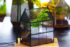 NCYP Vintage House Shape Glass Geometric Terrarium, With Side Door, With Mesh / Vent Holes For Small Insects Pet Building Set -Terrarium Plant Hub IMG 3447