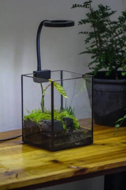 NCYP Watertight Open Geometric Glass Tin Terrarium, For Small Waterpond, Bog, Moss Landscape, Water Pond, Carnivorous Plants -Terrarium Plant Hub IMG 3448