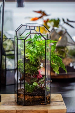 Vintage Tall Octagon Geometric Tin Glass Terrarium , 12.6" , Open, Suitable For Tall Plants, Orchid, Small Begonia Pitcher, Micro Landscape -Terrarium Plant Hub IMG 3448 cb23d1fc 0424 46d8 a165 a231eb8403cd