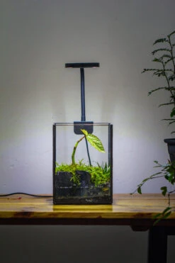 NCYP Watertight Open Geometric Glass Tin Terrarium, For Small Waterpond, Bog, Moss Landscape, Water Pond, Carnivorous Plants -Terrarium Plant Hub IMG 3450 2