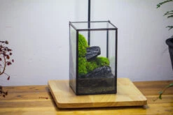 NCYP Watertight Close Geometric Glass Tin Terrarium, For Small Waterpond, Moss Landscape, Live Miniature, Water Pond, Miniature -Terrarium Plant Hub IMG 3452