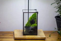 NCYP Watertight Close Geometric Glass Tin Terrarium, For Small Waterpond, Moss Landscape, Live Miniature, Water Pond, Miniature -Terrarium Plant Hub IMG 3456
