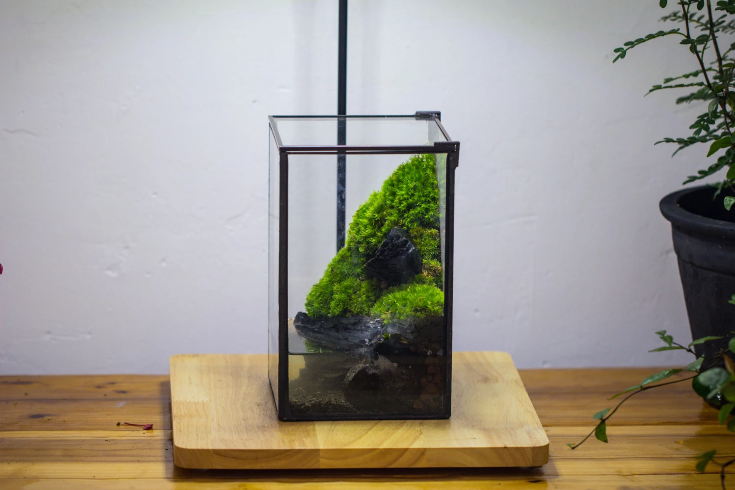 Porous Black Horticultural Lava Rocks, For Terrarium Drainage Control, The Bottom Layer Of The Moss Terrarium 11 Porous Black Horticultural Lava Rocks, For Terrarium Drainage Control, The Bottom Layer Of The Moss Terrarium - Image 9