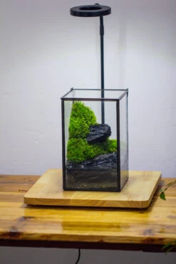 NCYP Watertight Close Geometric Glass Tin Terrarium, For Small Waterpond, Moss Landscape, Live Miniature, Water Pond, Miniature -Terrarium Plant Hub IMG 3459