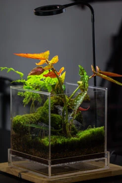 NCYP Acrylic Close Terrarium With Drainage Bottom, Suits For Fly Trap, Pitcher Plants, Moss Ball, Nursery, Small Tropical Plants -Terrarium Plant Hub IMG 3461