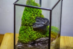 NCYP Watertight Close Geometric Glass Tin Terrarium, For Small Waterpond, Moss Landscape, Live Miniature, Water Pond, Miniature -Terrarium Plant Hub IMG 3471