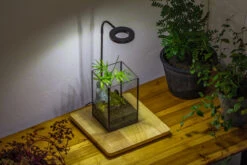 NCYP Watertight Open Geometric Glass Tin Terrarium, For Small Waterpond, Bog, Moss Landscape, Water Pond, Carnivorous Plants -Terrarium Plant Hub IMG 3488