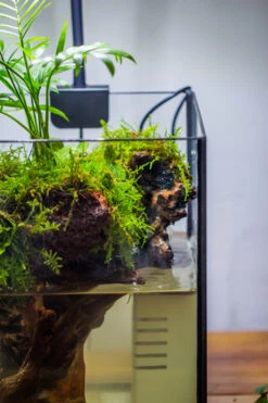 NCYP Watertight Open Geometric Glass Tin Terrarium, For Small Waterpond, Bog, Moss Landscape, Water Pond, Carnivorous Plants -Terrarium Plant Hub IMG 3501