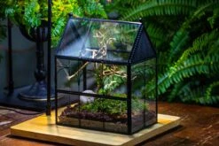 Handmade Twisted Wire House Shape Glass Geometric Terrarium With LED Light Set, Snail Jumping Spider Enclosure, Insect Container Set -Terrarium Plant Hub IMG 3743 fb024995 ec9d 4292 8ff5 c109e3c0180f