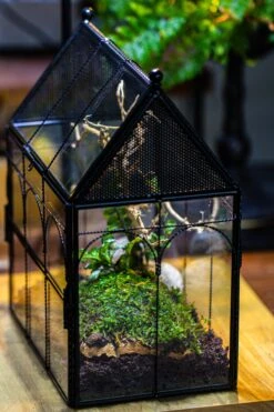 Handmade Twisted Wire House Shape Glass Geometric Terrarium With LED Light Set, Snail Jumping Spider Enclosure, Insect Container Set -Terrarium Plant Hub IMG 3745 af47fcc2 4144 4ad3 a134 9a468eea5cef