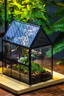 Handmade Twisted Wire House Shape Glass Geometric Terrarium With LED Light Set, Snail Jumping Spider Enclosure, Insect Container Set -Terrarium Plant Hub IMG 3746 ee32de58 4302 4dae 81d4 9eb104baa139