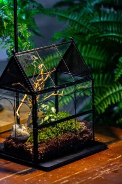 Handmade Twisted Wire House Shape Glass Geometric Terrarium With LED Light Set, Snail Jumping Spider Enclosure, Insect Container Set -Terrarium Plant Hub IMG 3757 ed77695b 10d5 46b0 9097 33387c7d7cb4