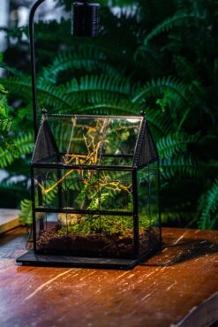 Handmade Twisted Wire House Shape Glass Geometric Terrarium With LED Light Set, Snail Jumping Spider Enclosure, Insect Container Set -Terrarium Plant Hub IMG 3762 7b67144a 000e 4268 a0e7 df21f9ff0b7c