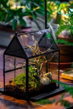 Handmade Twisted Wire House Shape Glass Geometric Terrarium With LED Light Set, Snail Jumping Spider Enclosure, Insect Container Set -Terrarium Plant Hub IMG 3767 57a254bf 91d4 448d 99e0 bee32c20345f