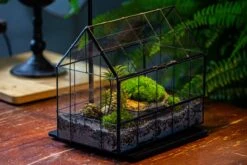 Handmade Glass Terrarium With LED Grow Light Set -Terrarium Plant Hub IMG 3789