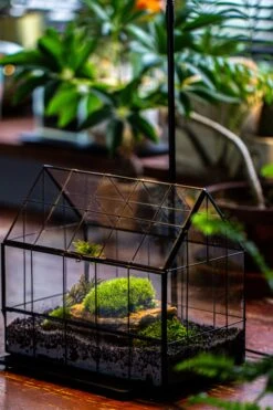 Handmade Glass Terrarium With LED Grow Light Set, Side Door Closed Geometric GreenHouse With Base And Light Set -Terrarium Plant Hub IMG 3792 7e54dc40 32e6 4d39 8e12 dcc45c01f7e7