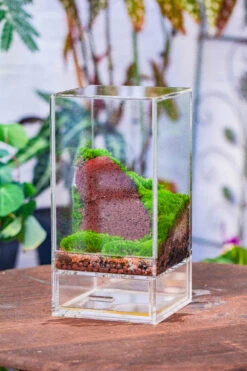 Dried Moss, 24L For DIY, Terrarium Building, Microlandscape, Orchid, Fern, Vertical Gardening 35 Dried Moss, 24L For DIY, Terrarium Building, Microlandscape, Orchid, Fern, Vertical Gardening -Terrarium Plant Hub IMG 3793
