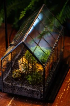 Handmade Glass Terrarium With LED Grow Light Set -Terrarium Plant Hub IMG 3793 b98161cf d9c3 48d2 aefc 25abb433f406