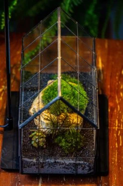 Handmade Glass Terrarium With LED Grow Light Set, Side Door Closed Geometric GreenHouse With Base And Light Set -Terrarium Plant Hub IMG 3794 3150c6f4 a82f 4a9c 937d 1c0cbf1054b1