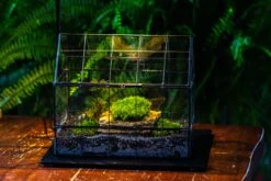 Handmade Glass Terrarium With LED Grow Light Set -Terrarium Plant Hub IMG 3798 7283fbd0 6765 487c 9a1d de5d80699ce0