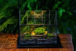 Handmade Glass Terrarium With LED Grow Light Set, Side Door Closed Geometric GreenHouse With Base And Light Set -Terrarium Plant Hub IMG 3800 a5ce3122 8460 4130 80f9 f18a199024d3