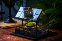 Handmade Glass Terrarium With LED Grow Light Set, Side Door Closed Geometric GreenHouse With Base And Light Set -Terrarium Plant Hub IMG 3802 33879ffe b60c 4cb0 90b4 dbe97101b3dd