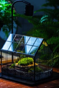 Handmade Glass Terrarium With LED Grow Light Set, Side Door Closed Geometric GreenHouse With Base And Light Set -Terrarium Plant Hub IMG 3804 8831d464 8059 4677 af1a 598da59643c3