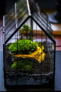 Handmade Glass Terrarium With LED Grow Light Set, Side Door Closed Geometric GreenHouse With Base And Light Set -Terrarium Plant Hub IMG 3805 aed585d6 7a97 4d10 818f ebbc40189169