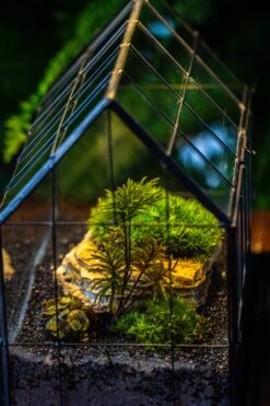 Handmade Glass Terrarium With LED Grow Light Set, Side Door Closed Geometric GreenHouse With Base And Light Set -Terrarium Plant Hub IMG 3808 8ffd1001 acc6 43a4 8c91 4485ea0b8b90