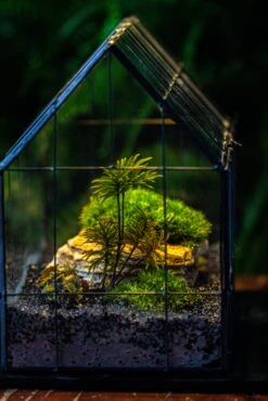 Handmade Glass Terrarium With LED Grow Light Set -Terrarium Plant Hub IMG 3809