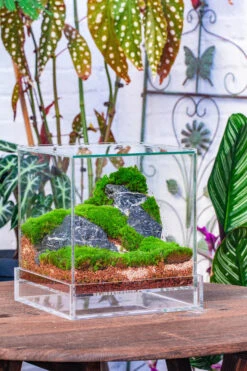 NCYP Acrylic Close Terrarium With Drainage Bottom, Suits For Fly Trap, Pitcher Plants, Moss Ball, Nursery, Small Tropical Plants -Terrarium Plant Hub IMG 3811