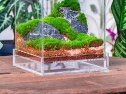 Basic Moss Terrarium Planting KIT, Suitable For Terrarium, Moss, Fern, Orchid, Begonia, Small Tropical -Terrarium Plant Hub IMG 3813