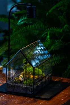 Handmade Glass Terrarium With LED Grow Light Set, Side Door Closed Geometric GreenHouse With Base And Light Set -Terrarium Plant Hub IMG 3813 c31e9a86 c17b 4480 9c25 846f963f17ed