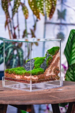 Dried Moss, 24L For DIY, Terrarium Building, Microlandscape, Orchid, Fern, Vertical Gardening 34 Dried Moss, 24L For DIY, Terrarium Building, Microlandscape, Orchid, Fern, Vertical Gardening -Terrarium Plant Hub IMG 3815 9590ef8a 87fe 4d18 81e0 83e46e26c81d