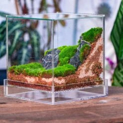 Basic Moss Terrarium Planting KIT, Suitable For Terrarium, Moss, Fern, Orchid, Begonia, Small Tropical -Terrarium Plant Hub IMG 3815 b3c5f7c4 9c3d 4050 91ea f7a55836464c