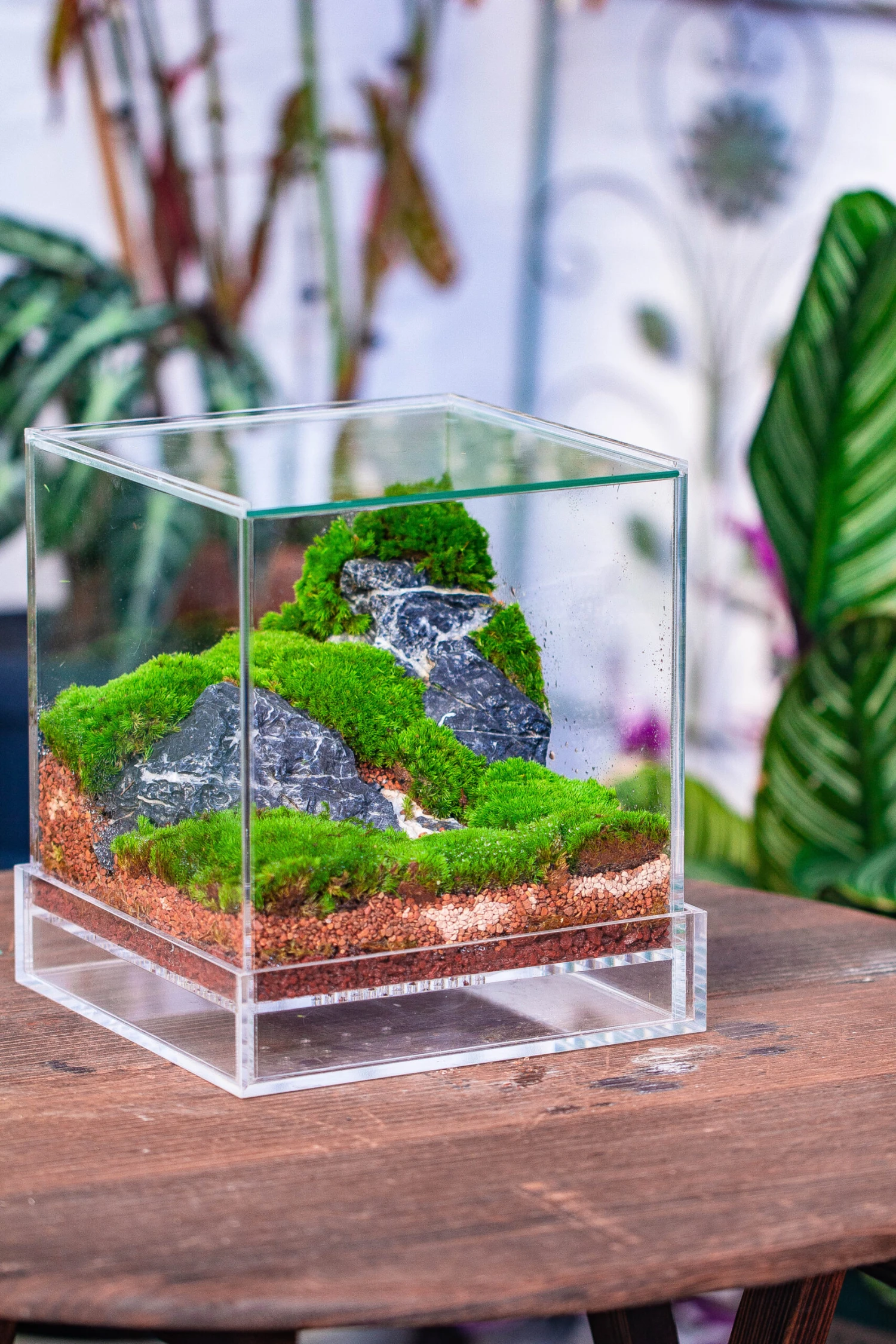 Dried Moss, 24L For DIY, Terrarium Building, Microlandscape, Orchid, Fern, Vertical Gardening 14 Dried Moss, 24L For DIY, Terrarium Building, Microlandscape, Orchid, Fern, Vertical Gardening - Image 12