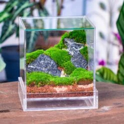 NCYP Acrylic Close Terrarium With Drainage Bottom, Suits For Fly Trap, Pitcher Plants, Moss Ball, Nursery, Small Tropical Plants -Terrarium Plant Hub IMG 3819