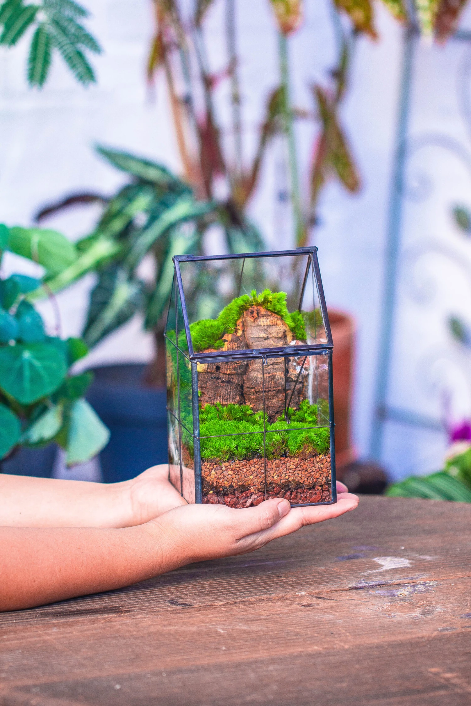 Dried Moss, 24L For DIY, Terrarium Building, Microlandscape, Orchid, Fern, Vertical Gardening 17 Dried Moss, 24L For DIY, Terrarium Building, Microlandscape, Orchid, Fern, Vertical Gardening - Image 15