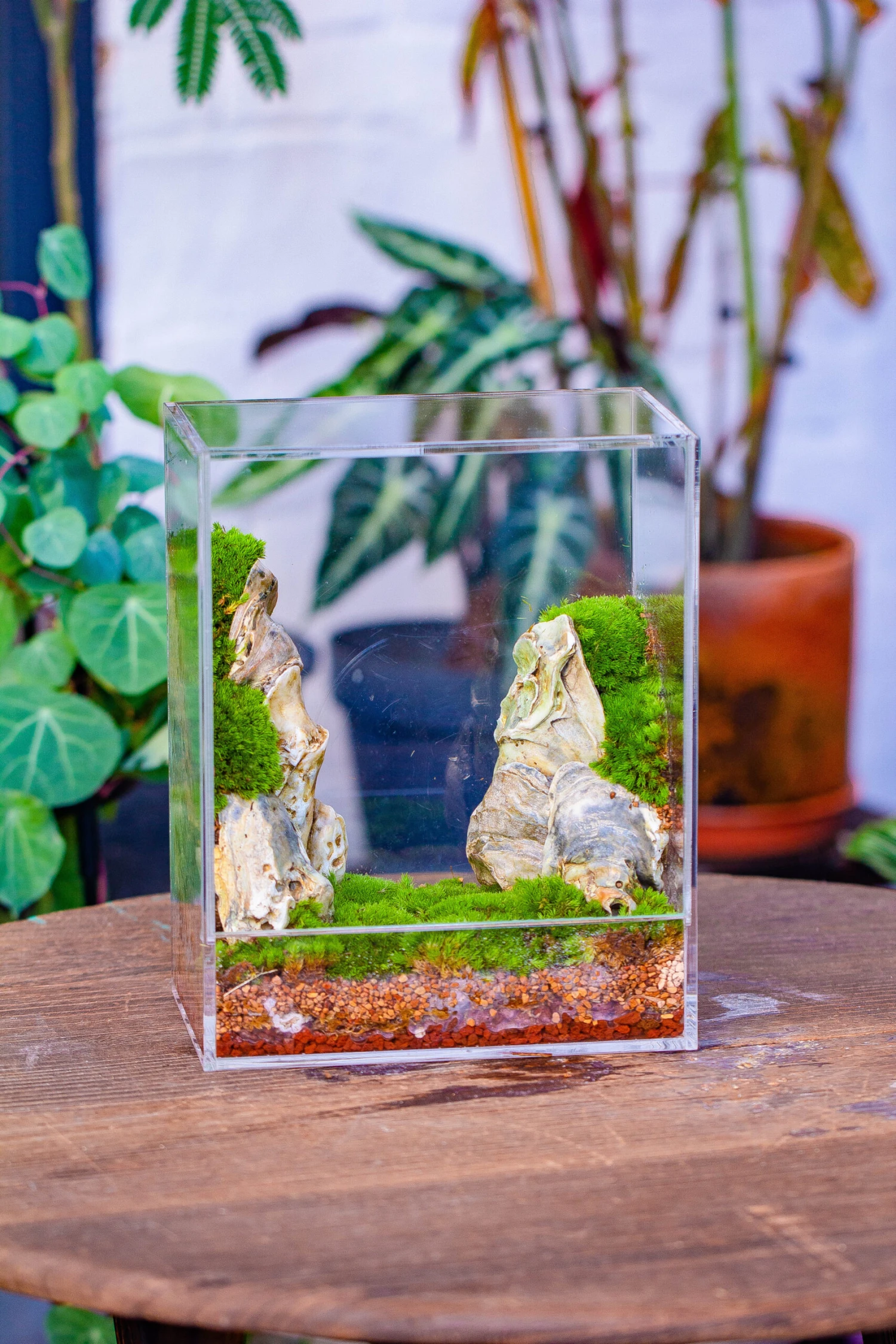 Handmade Water Tight, Sealed, Enclosed, Rectangle Acrylic Terrarium, Fish Tank, Moss Fern Terrarium Paludarium Vivarium, No Watering 8 Handmade Water Tight, Sealed, Enclosed, Rectangle Acrylic Terrarium, Fish Tank, Moss Fern Terrarium Paludarium Vivarium, No Watering - Image 6