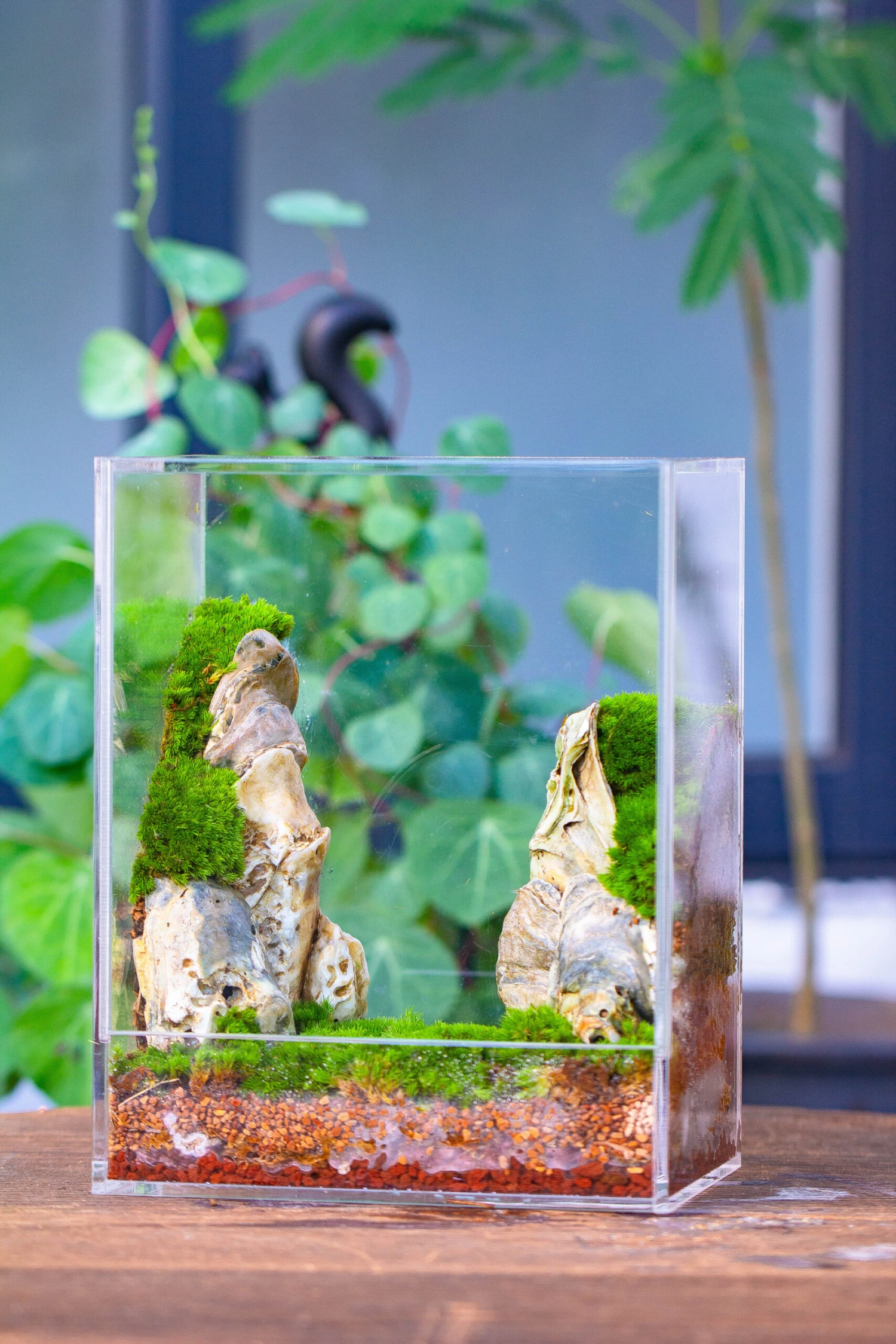 Handmade Water Tight, Sealed, Enclosed, Rectangle Acrylic Terrarium, Fish Tank, Moss Fern Terrarium Paludarium Vivarium, No Watering 6 Handmade Water Tight, Sealed, Enclosed, Rectangle Acrylic Terrarium, Fish Tank, Moss Fern Terrarium Paludarium Vivarium, No Watering - Image 4