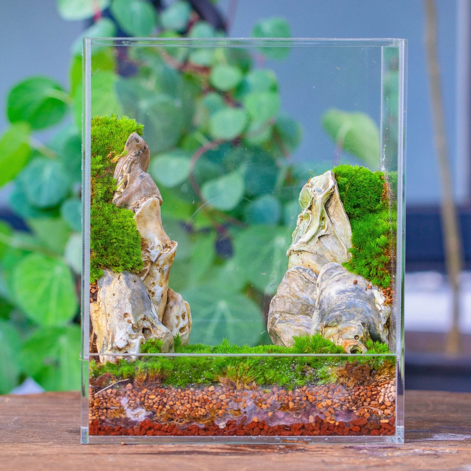 Handmade Water Tight, Sealed, Enclosed, Rectangle Acrylic Terrarium, Fish Tank, Moss Fern Terrarium Paludarium Vivarium, No Watering 4 Handmade Water Tight, Sealed, Enclosed, Rectangle Acrylic Terrarium, Fish Tank, Moss Fern Terrarium Paludarium Vivarium, No Watering - Image 2