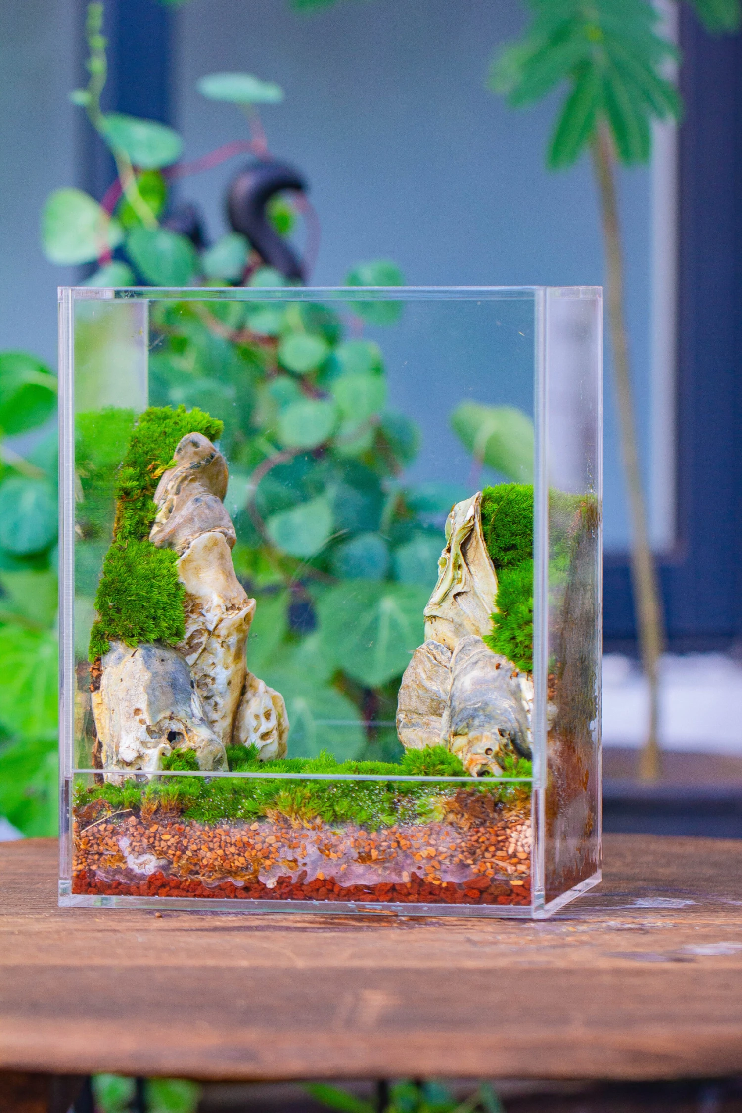 Handmade Water Tight, Sealed, Enclosed, Rectangle Acrylic Terrarium, Fish Tank, Moss Fern Terrarium Paludarium Vivarium, No Watering 5 Handmade Water Tight, Sealed, Enclosed, Rectangle Acrylic Terrarium, Fish Tank, Moss Fern Terrarium Paludarium Vivarium, No Watering - Image 3