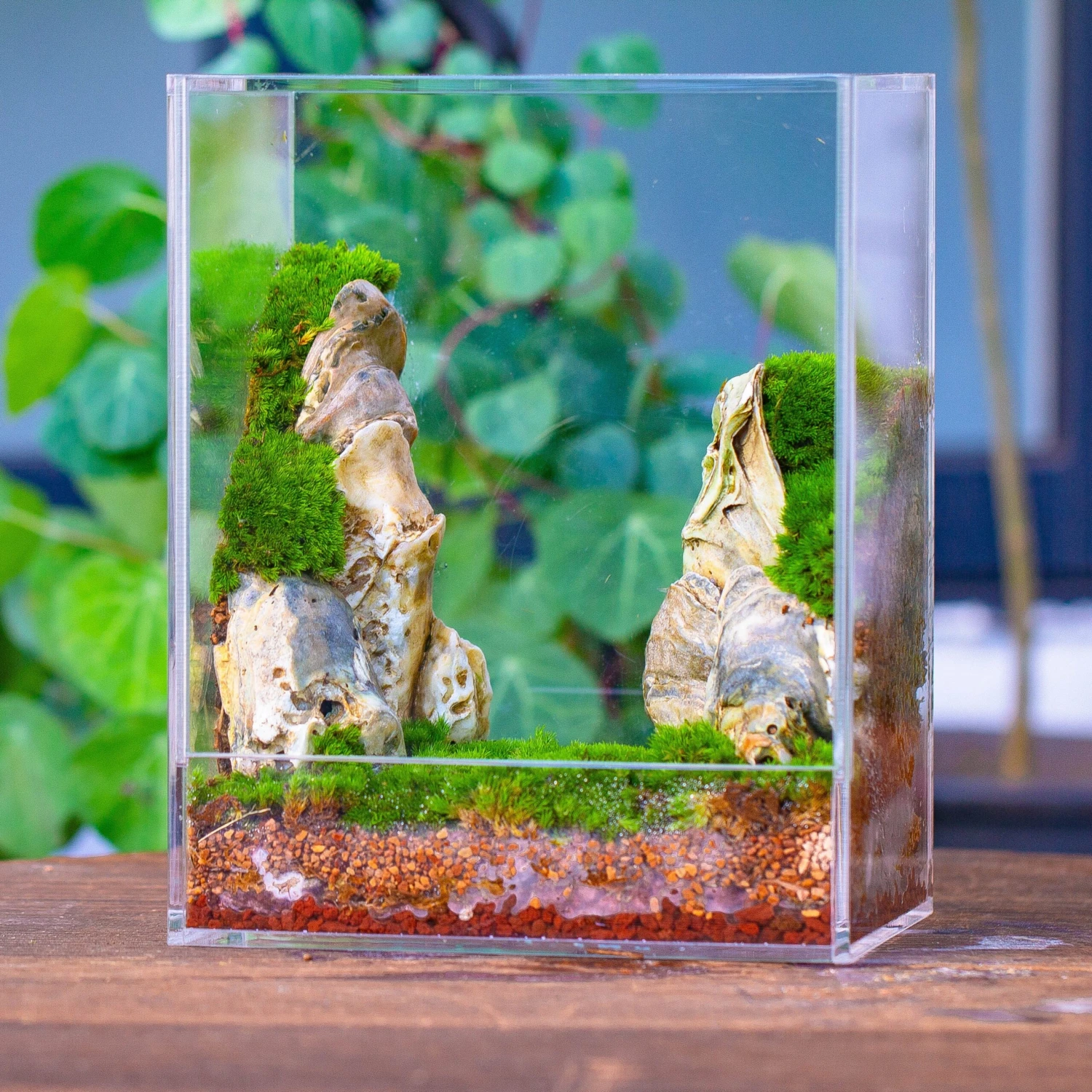 Handmade Water Tight, Sealed, Enclosed, Rectangle Acrylic Terrarium, Fish Tank, Moss Fern Terrarium Paludarium Vivarium, No Watering 3 Handmade Water Tight, Sealed, Enclosed, Rectangle Acrylic Terrarium, Fish Tank, Moss Fern Terrarium Paludarium Vivarium, No Watering