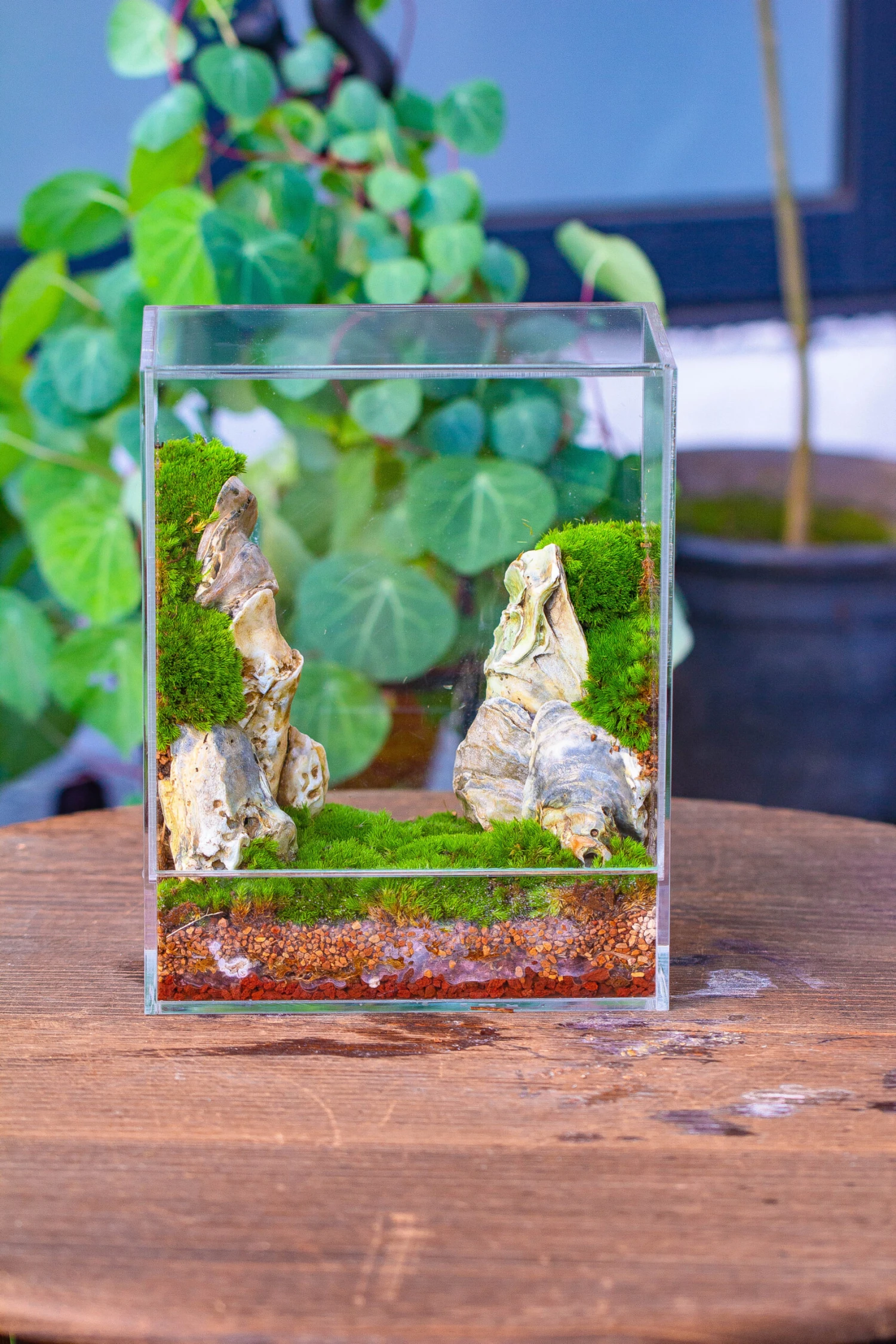 Handmade Water Tight, Sealed, Enclosed, Rectangle Acrylic Terrarium, Fish Tank, Moss Fern Terrarium Paludarium Vivarium, No Watering 7 Handmade Water Tight, Sealed, Enclosed, Rectangle Acrylic Terrarium, Fish Tank, Moss Fern Terrarium Paludarium Vivarium, No Watering - Image 5