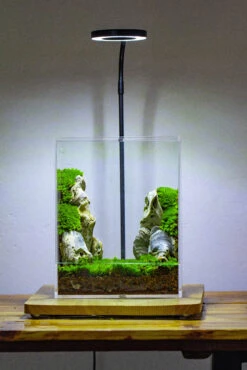 Handmade Water Tight, Sealed, Enclosed, Rectangle Acrylic Terrarium, Fish Tank, Moss Fern Terrarium Paludarium Vivarium, No Watering 35 Handmade Water Tight, Sealed, Enclosed, Rectangle Acrylic Terrarium, Fish Tank, Moss Fern Terrarium Paludarium Vivarium, No Watering -Terrarium Plant Hub IMG 3886