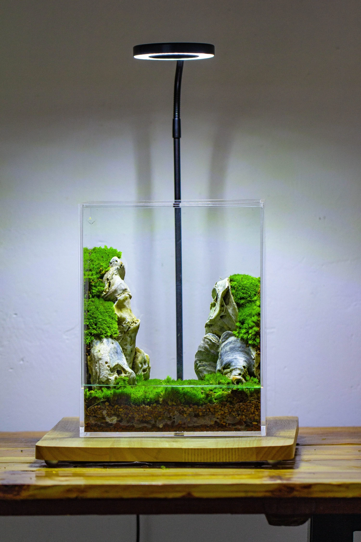 Handmade Water Tight, Sealed, Enclosed, Rectangle Acrylic Terrarium, Fish Tank, Moss Fern Terrarium Paludarium Vivarium, No Watering 16 Handmade Water Tight, Sealed, Enclosed, Rectangle Acrylic Terrarium, Fish Tank, Moss Fern Terrarium Paludarium Vivarium, No Watering - Image 14