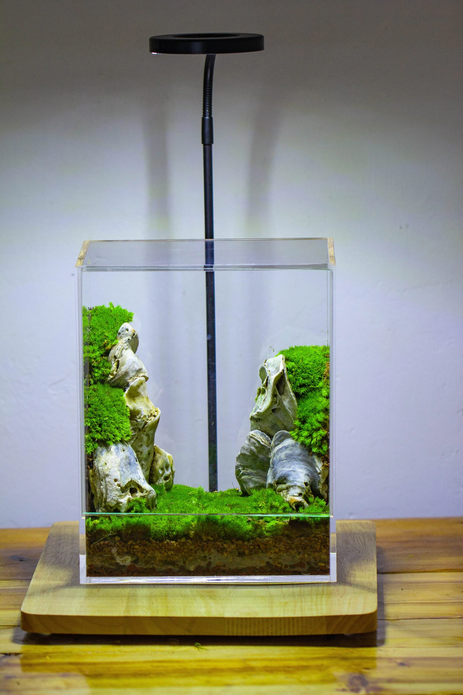 Handmade Water Tight, Sealed, Enclosed, Rectangle Acrylic Terrarium, Fish Tank, Moss Fern Terrarium Paludarium Vivarium, No Watering 18 Handmade Water Tight, Sealed, Enclosed, Rectangle Acrylic Terrarium, Fish Tank, Moss Fern Terrarium Paludarium Vivarium, No Watering - Image 16